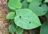 Aristolochia pontica. Лист. Грузия, Аджария, Хелвачаурский муниципалитет, окр. с. Мирвети, влажный самшитовый лес. 10.05.2017.