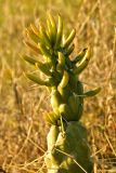 Austrocylindropuntia subulata. Верхушка побега. Испания, Андалусия, провинция Гранада, г. Гранада, р-н Верхний Альбайсин, сухой луг. Январь.