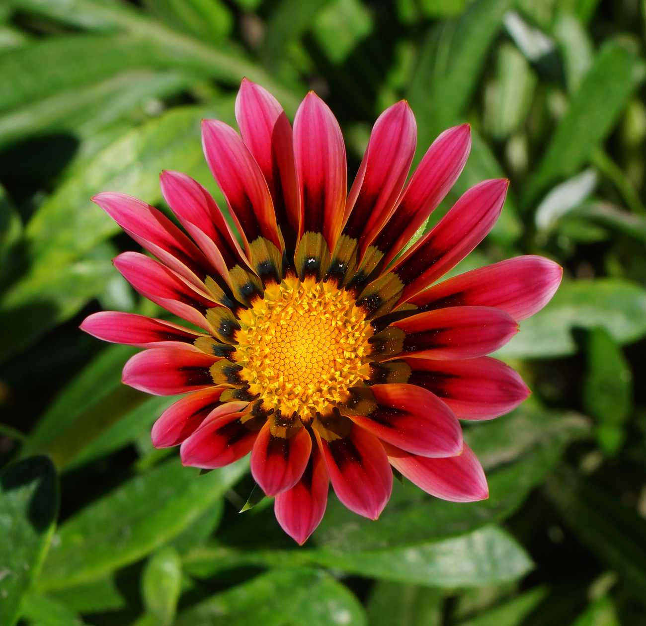 Изображение особи Gazania rigens.