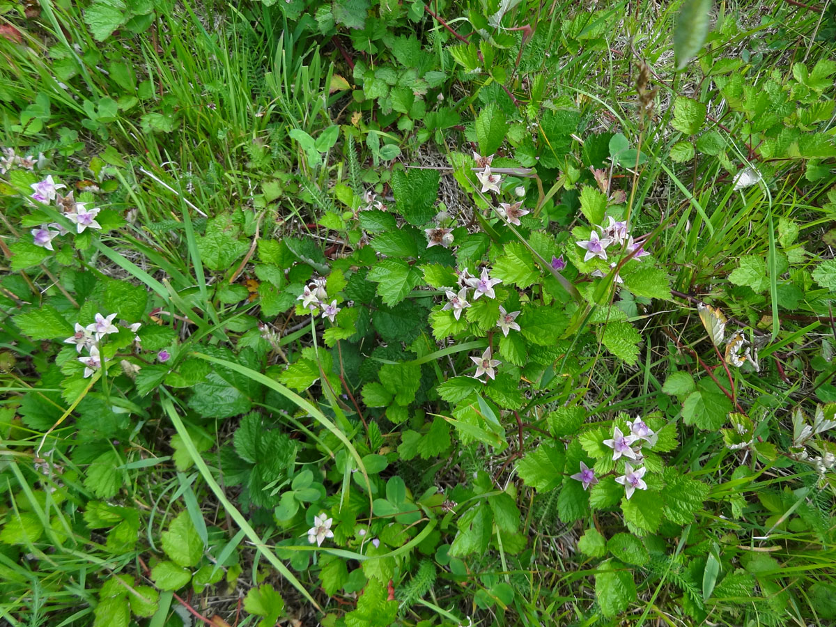 Изображение особи род Rubus.