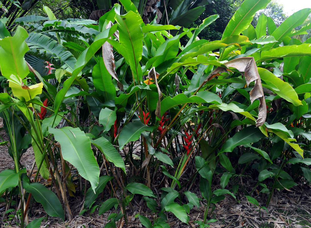 Image of Heliconia stricta specimen.