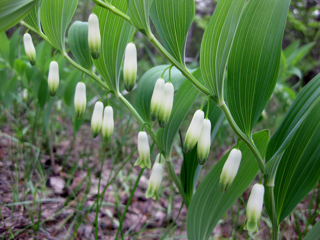 Image of Polygonatum odoratum specimen.