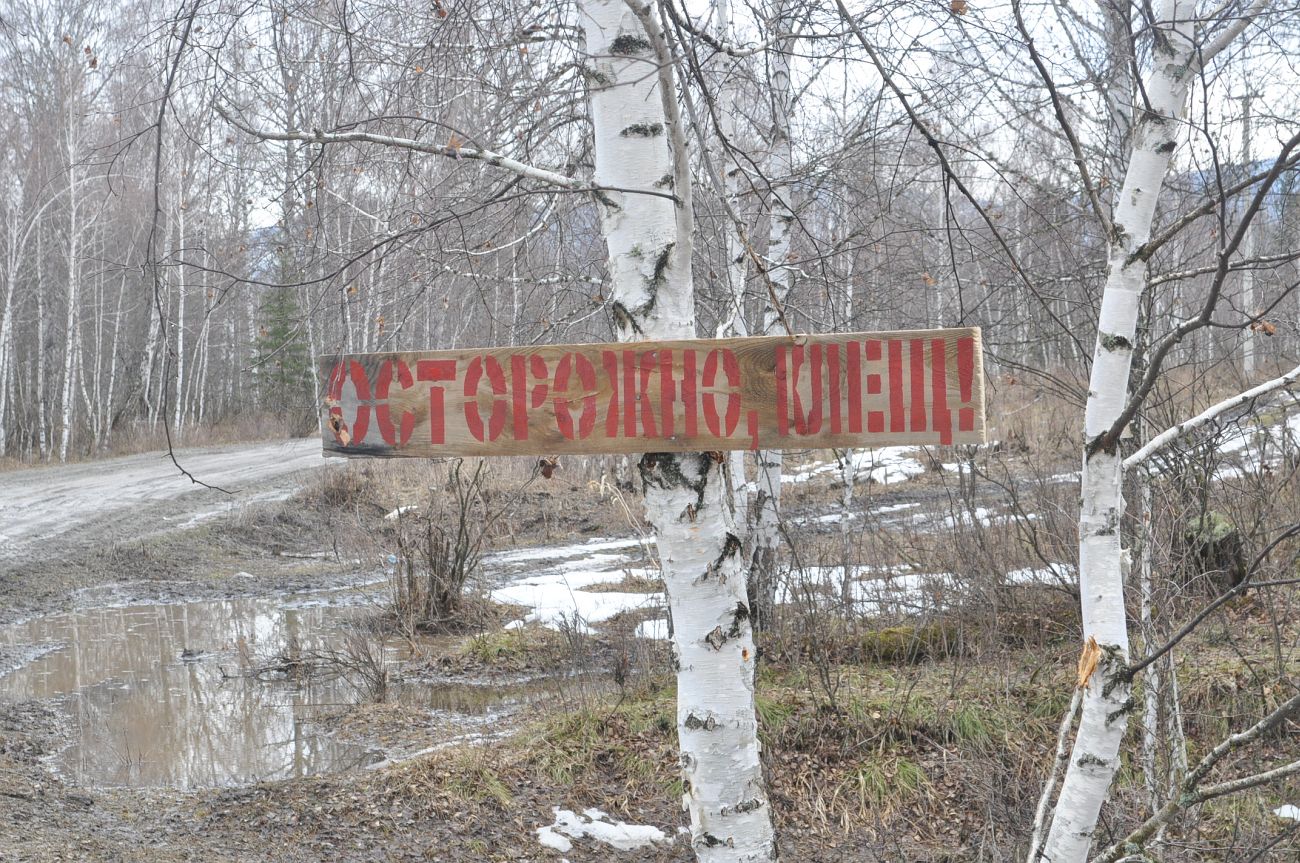 Image of Betula pendula specimen.