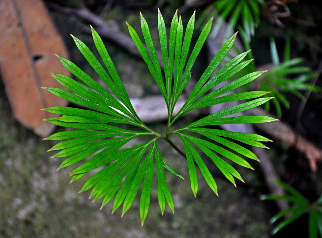 Image of Dipteris lobbiana specimen.