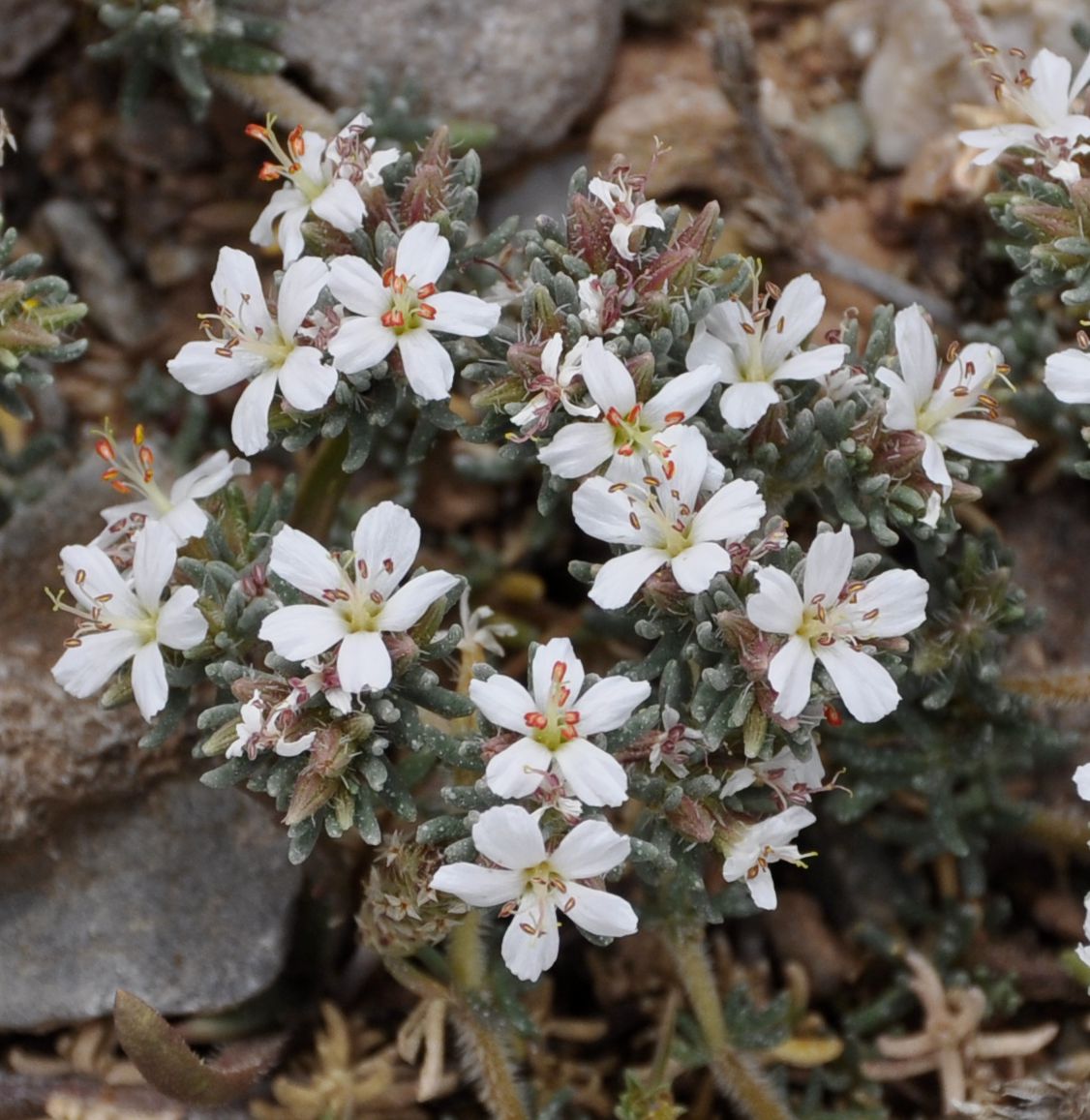 Image of Frankenia hirsuta specimen.