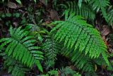 Cyclosorus glandulosus. Вегетирующие растения. Малайзия, Камеронское нагорье, ≈ 1600 м н.у.м., влажный тропический лес. 03.05.2017.