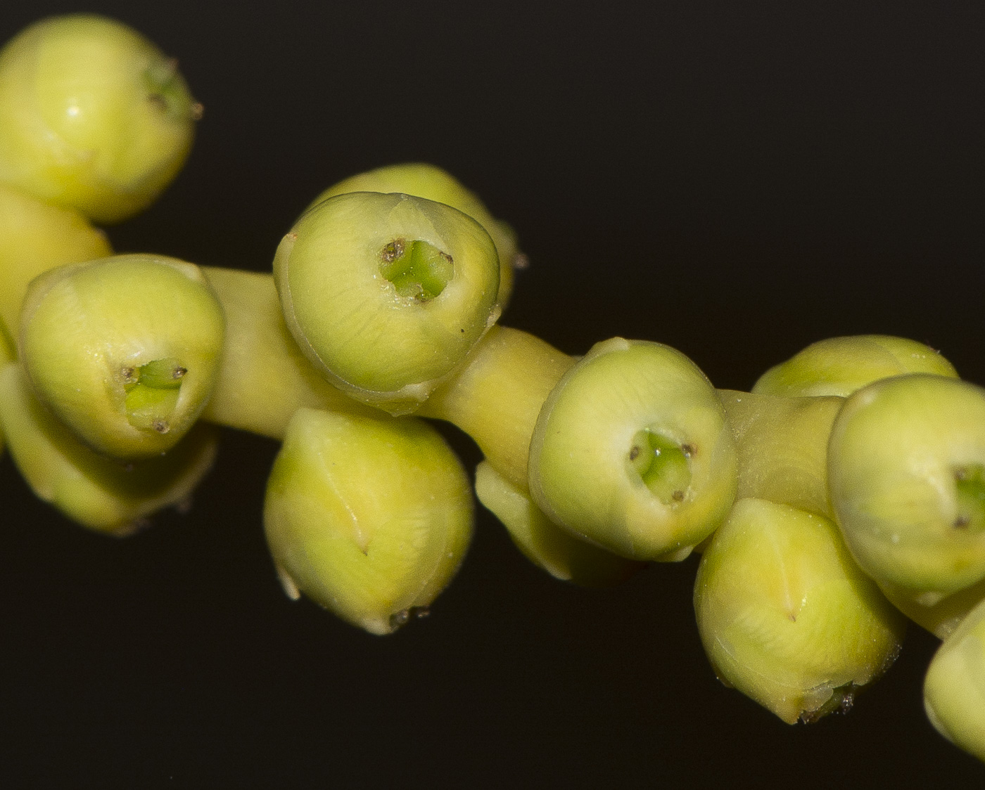 Image of Phoenix dactylifera specimen.