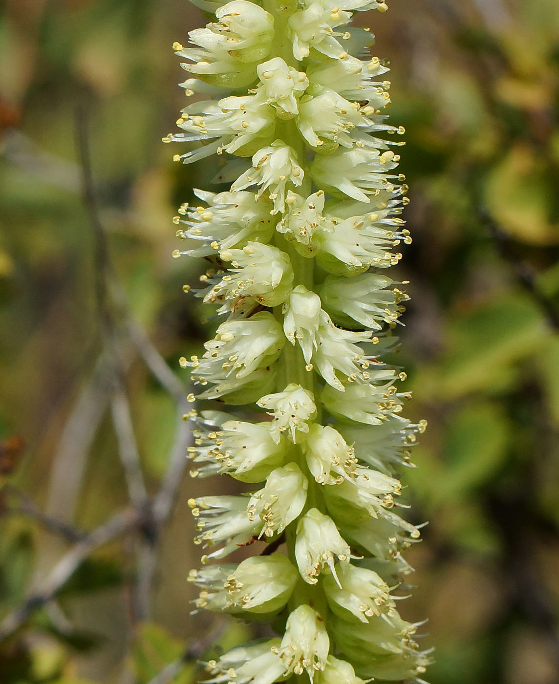 Изображение особи Orostachys spinosa.