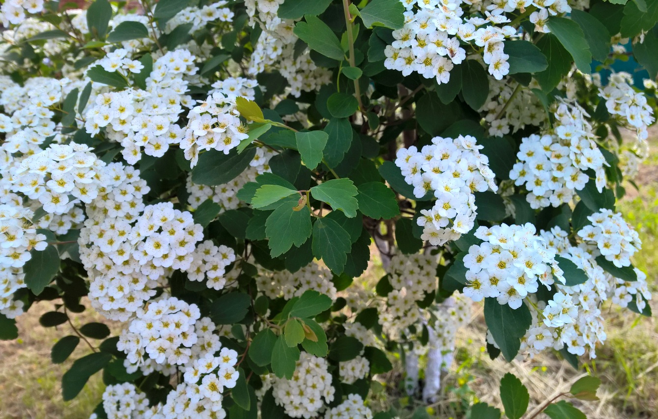 Image of Spiraea &times; vanhouttei specimen.