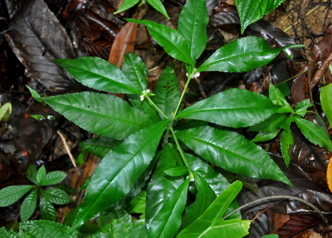 Изображение особи Ardisia villosa.