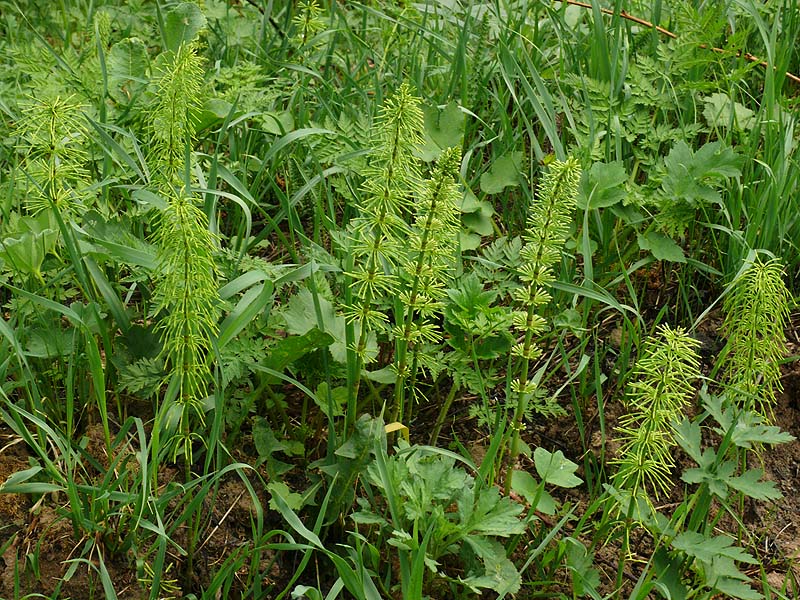 Image of Equisetum pratense specimen.