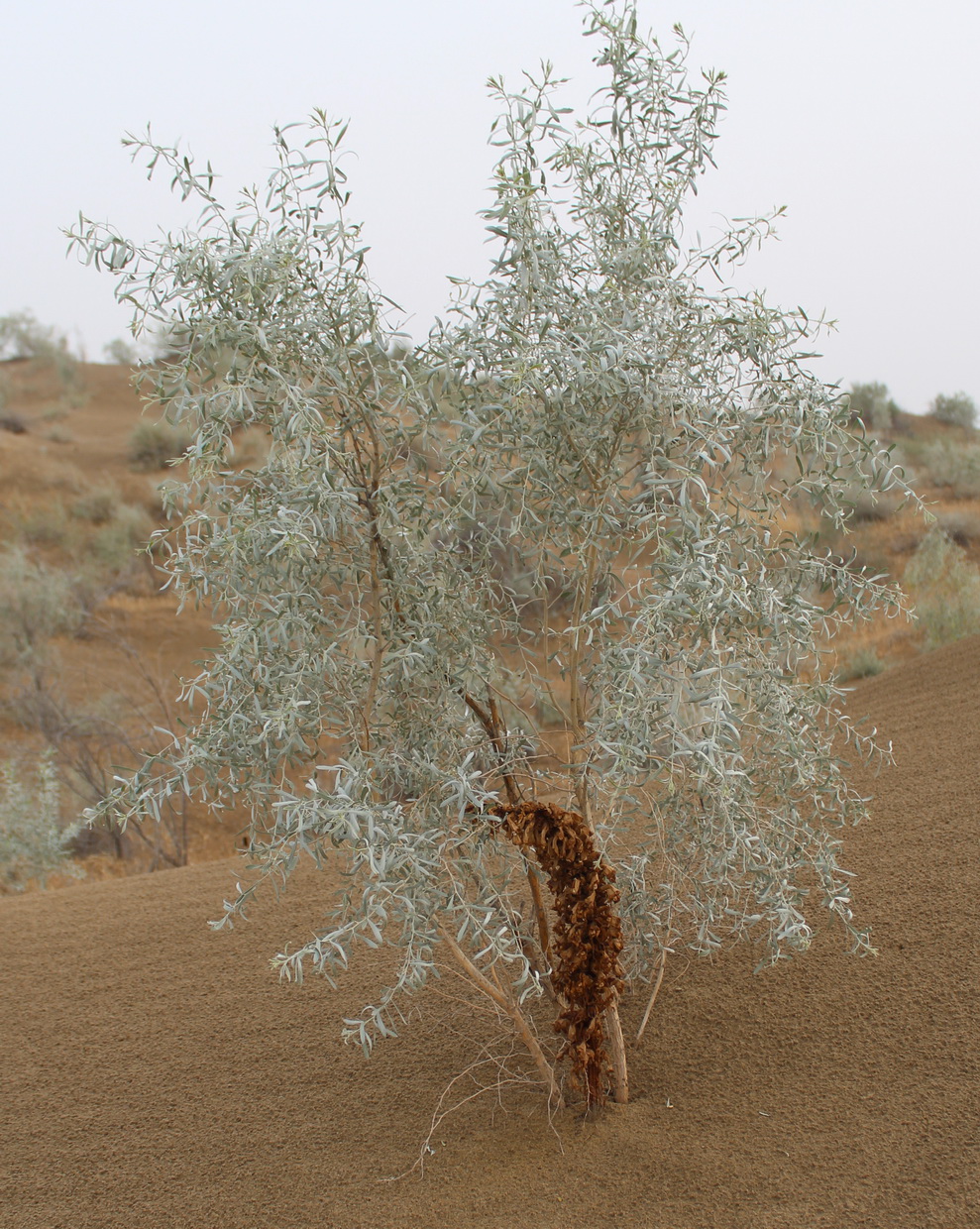 Image of Cistanche flava specimen.