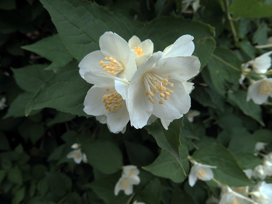 Image of Philadelphus caucasicus specimen.