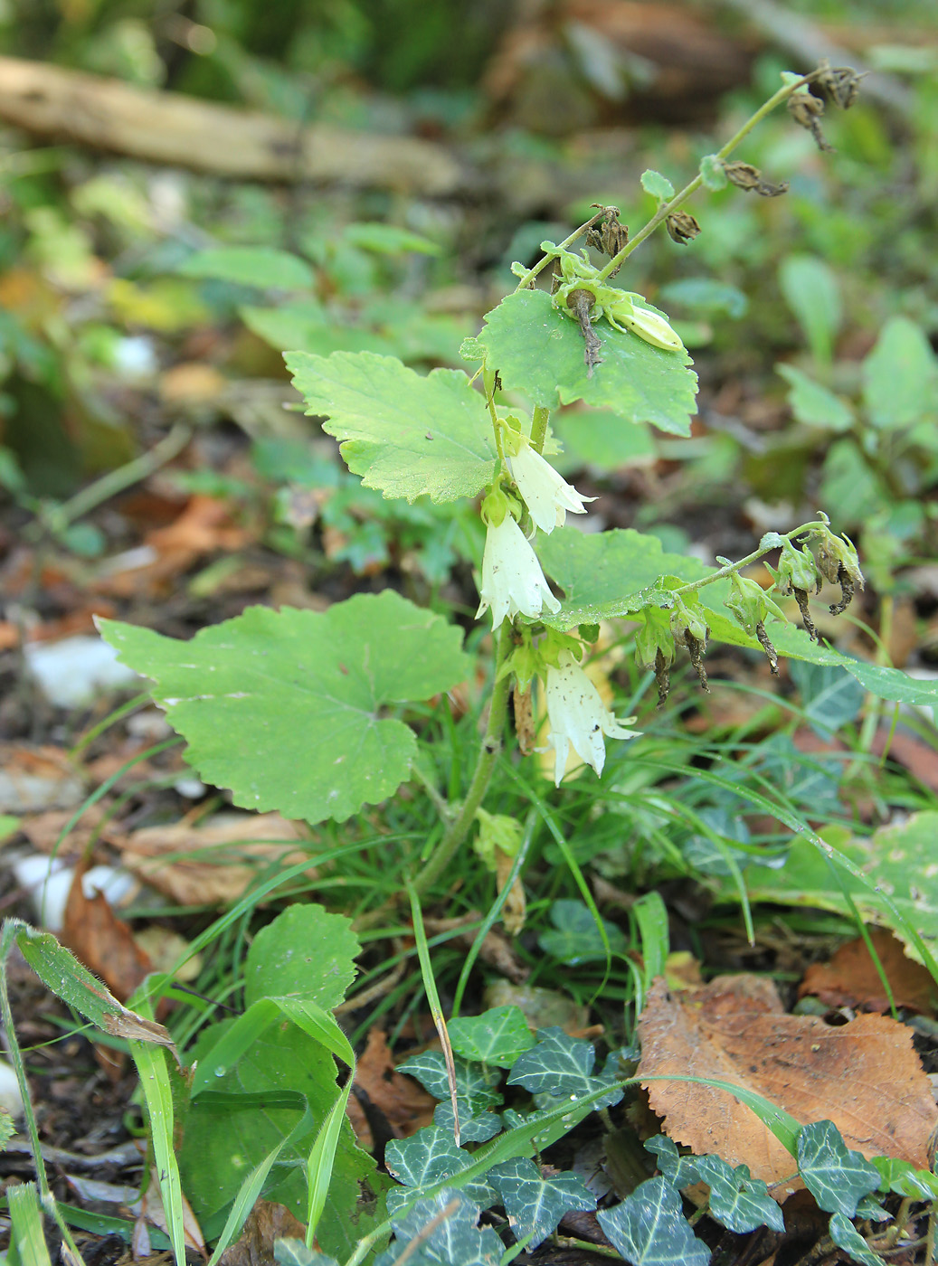 Image of Campanula alliariifolia specimen.