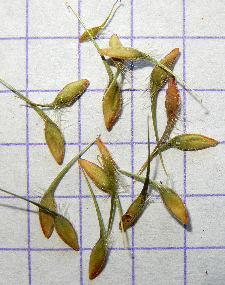 Image of Geum urbanum specimen.