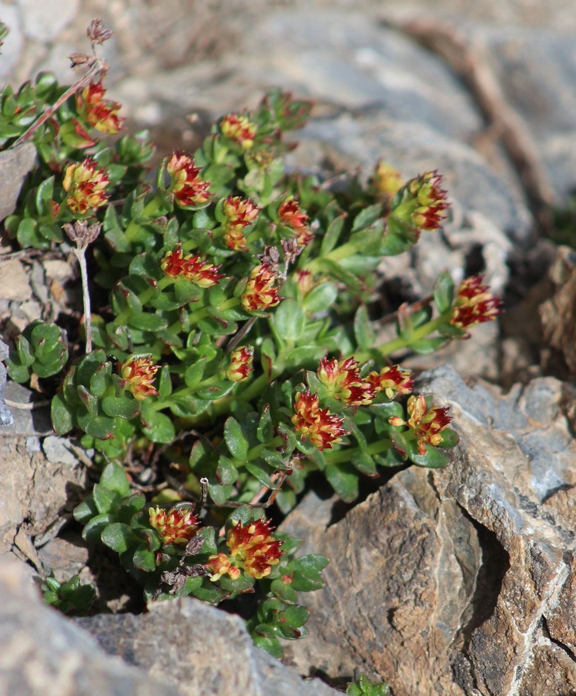 Изображение особи Rhodiola gelida.