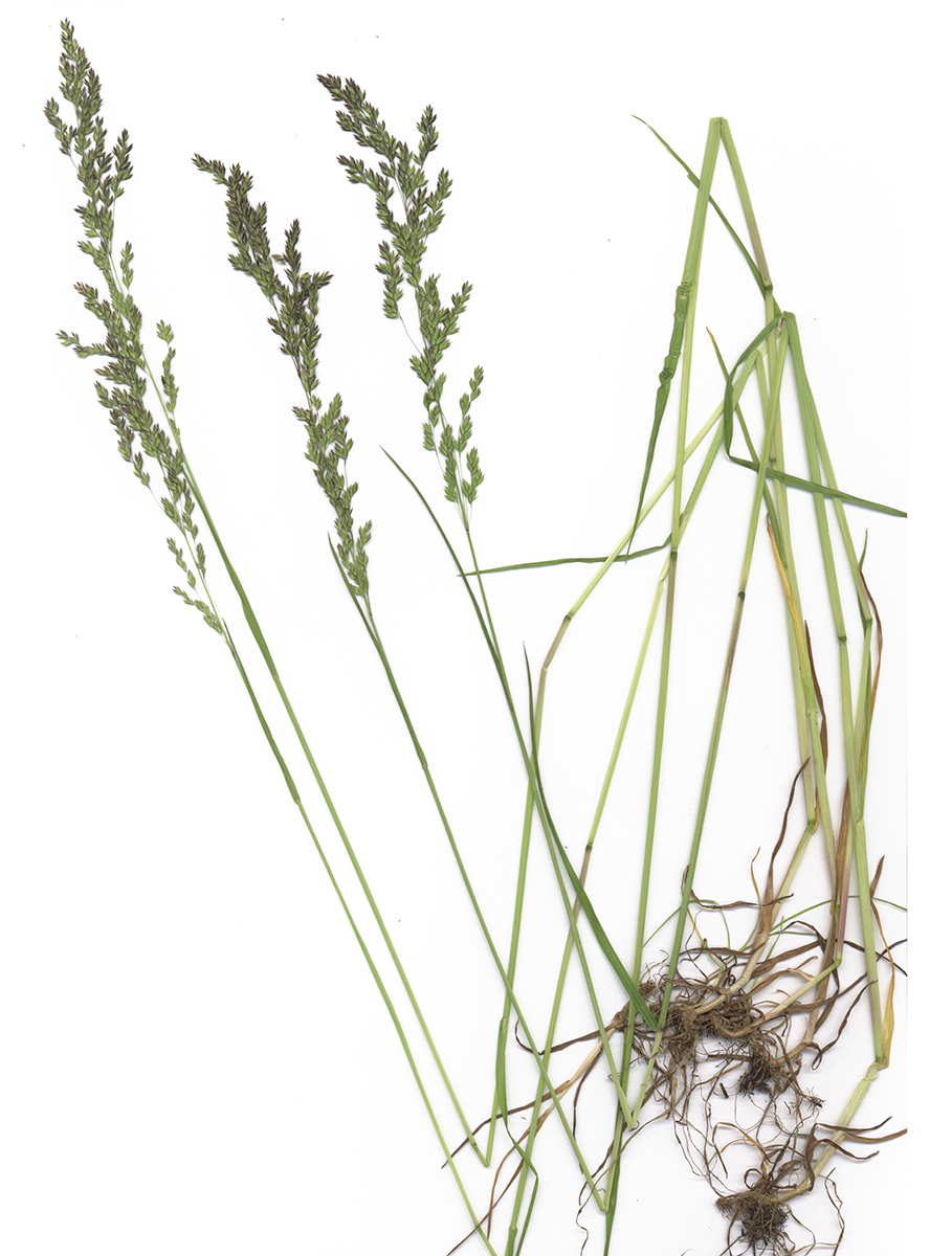 Image of Poa trivialis specimen.