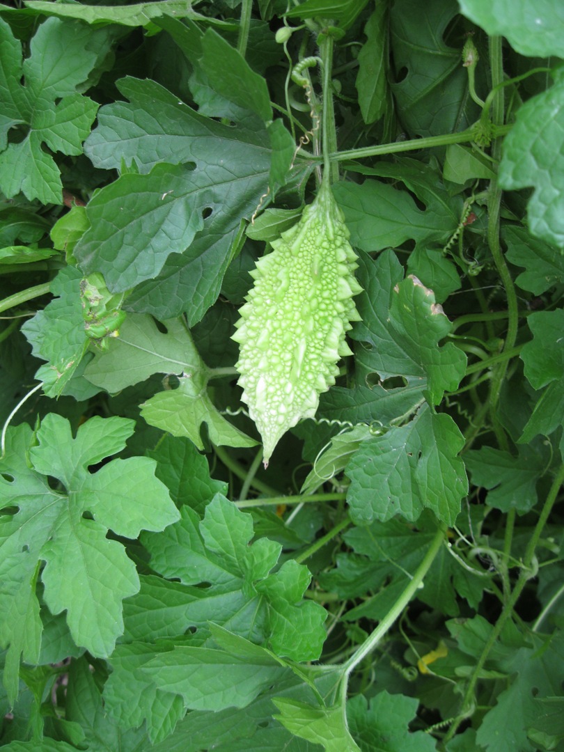 Image of Momordica charantia specimen.