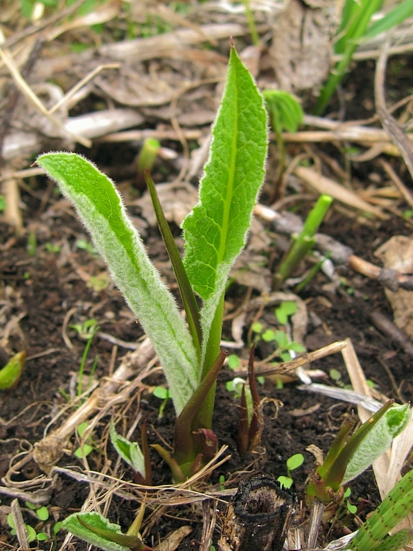 Изображение особи Inula helenium.