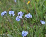 genus Myosotis. Верхушка цветущего растения. Грузия, Боржоми-Харагаульский национальный парк, маршрут №1; гора Ломис-Мта, ≈ 2050 м н.у.м., предвершинный пастбищный луг. 25.05.2018.