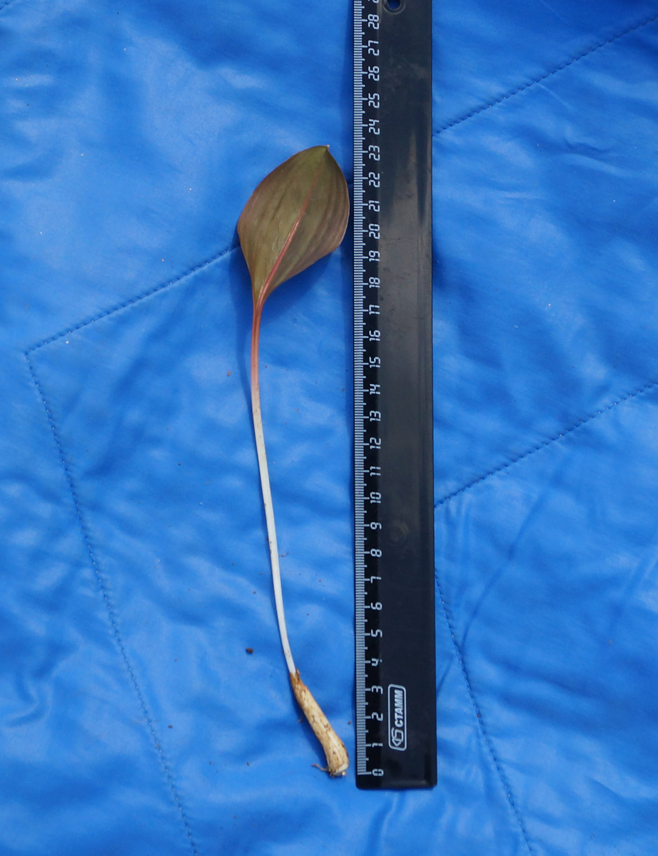 Image of Erythronium krylovii specimen.