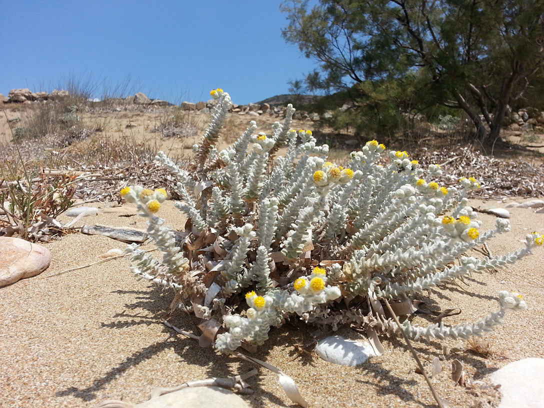 Image of Otanthus maritimus specimen.