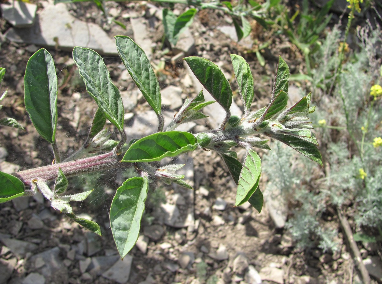 Image of Capparis herbacea specimen.