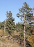 Pinus sylvestris subspecies hamata. Взрослые деревья. Грузия, Боржоми-Харагаульский национальный парк, маршрут №10, ≈ 1500 м н.у.м, вершина отрога, сосновое редколесье. 08.10.2018.