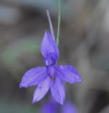 Delphinium paniculatum