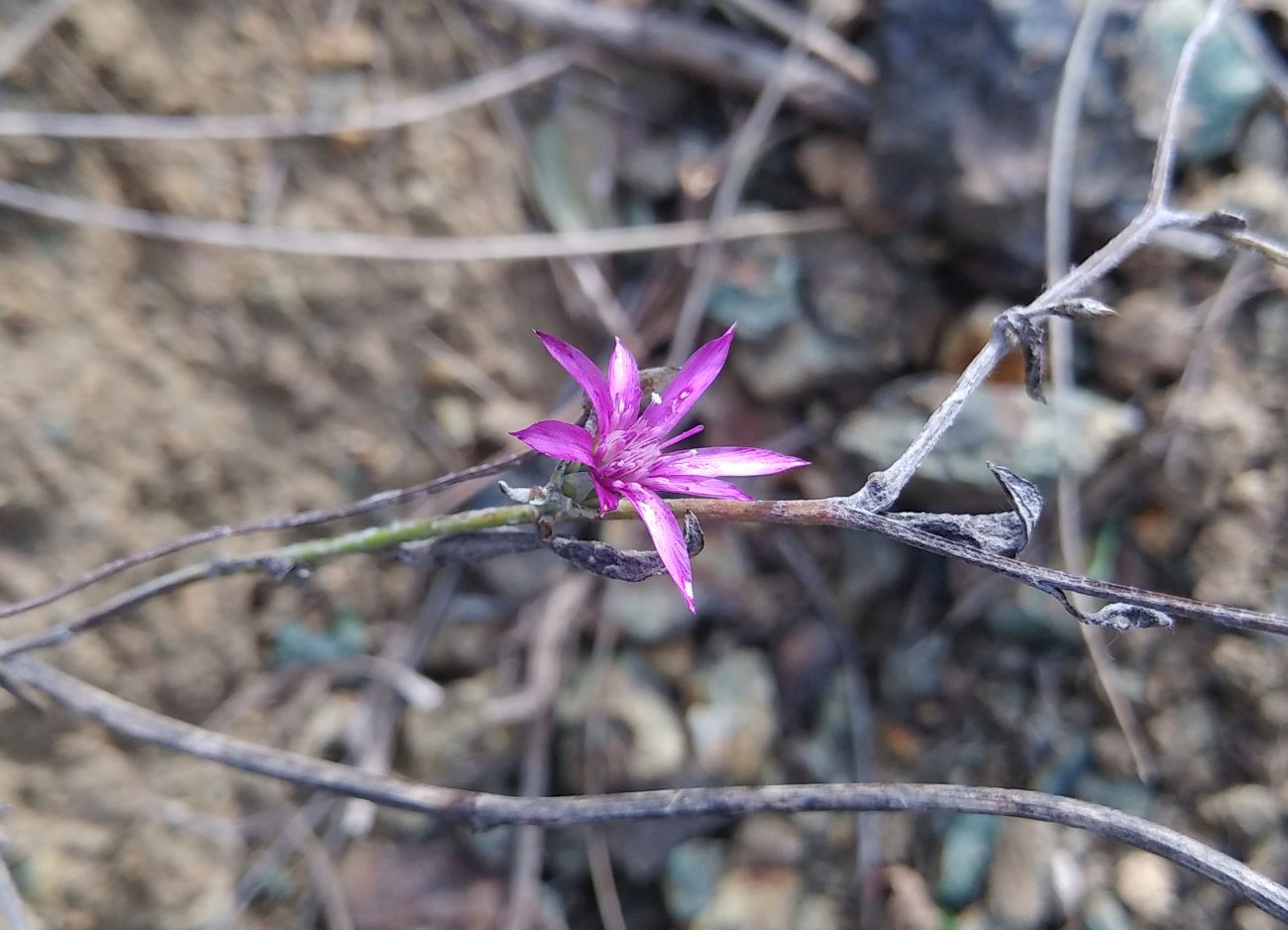 Image of Xeranthemum squarrosum specimen.