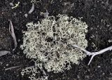 genus Cladonia