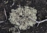 род Cladonia