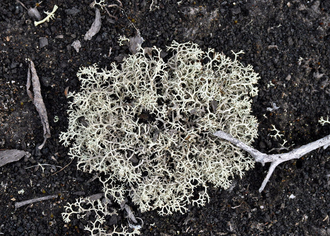 Изображение особи род Cladonia.