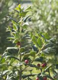 Ilex cornuta