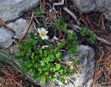 Dryas oxyodonta