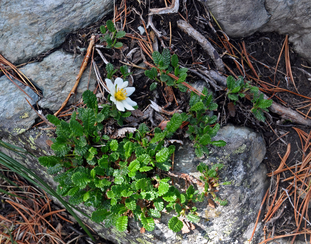 Изображение особи Dryas oxyodonta.