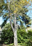 Celtis australis. Взрослое цветущее дерево. Испания. г. Мадрид. Королевский ботанический сад, в культуре. 18.04.2018.