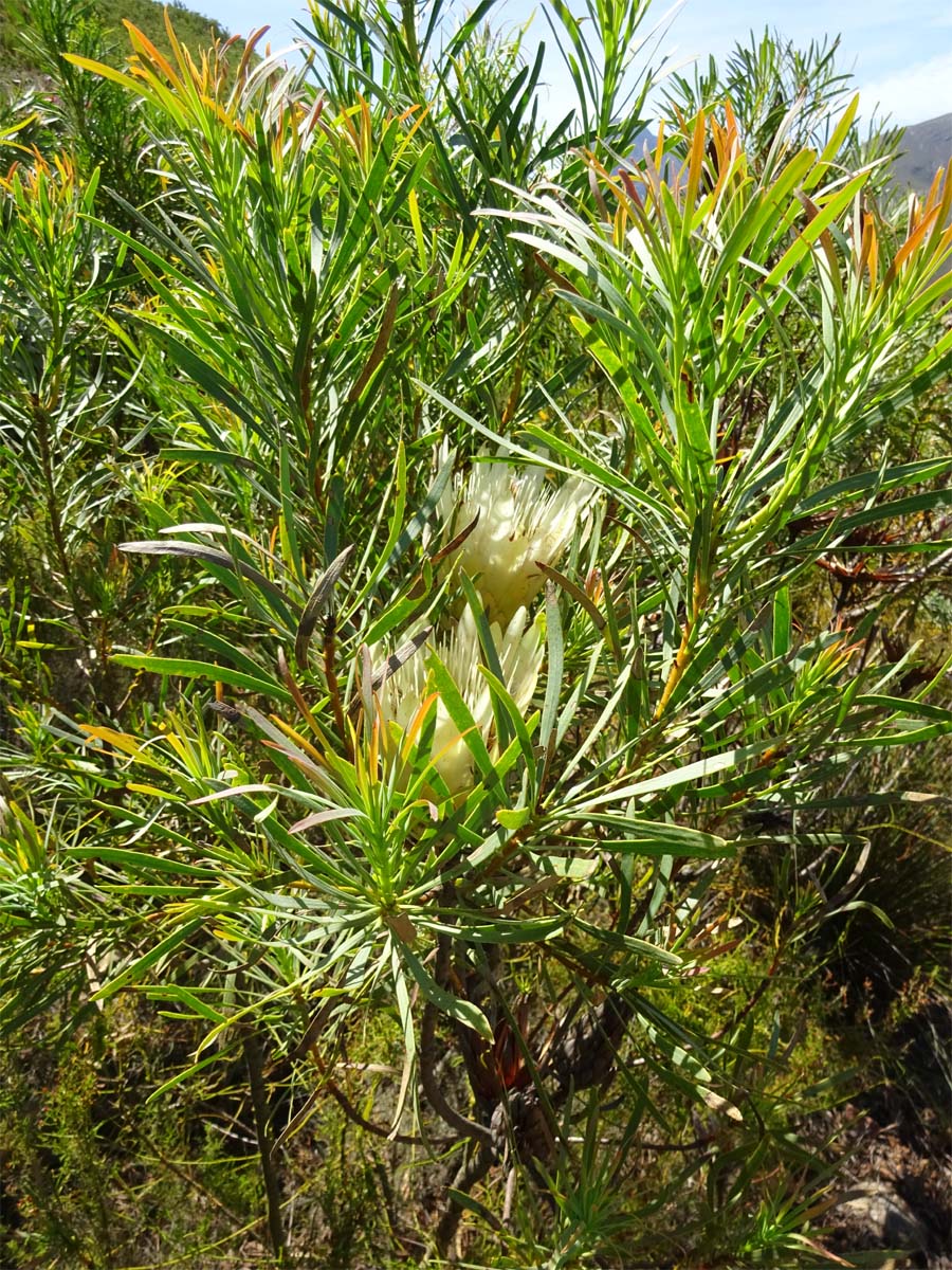 Изображение особи Protea repens.