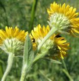 Inula oculus-christi