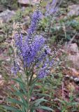 Veronica spuria