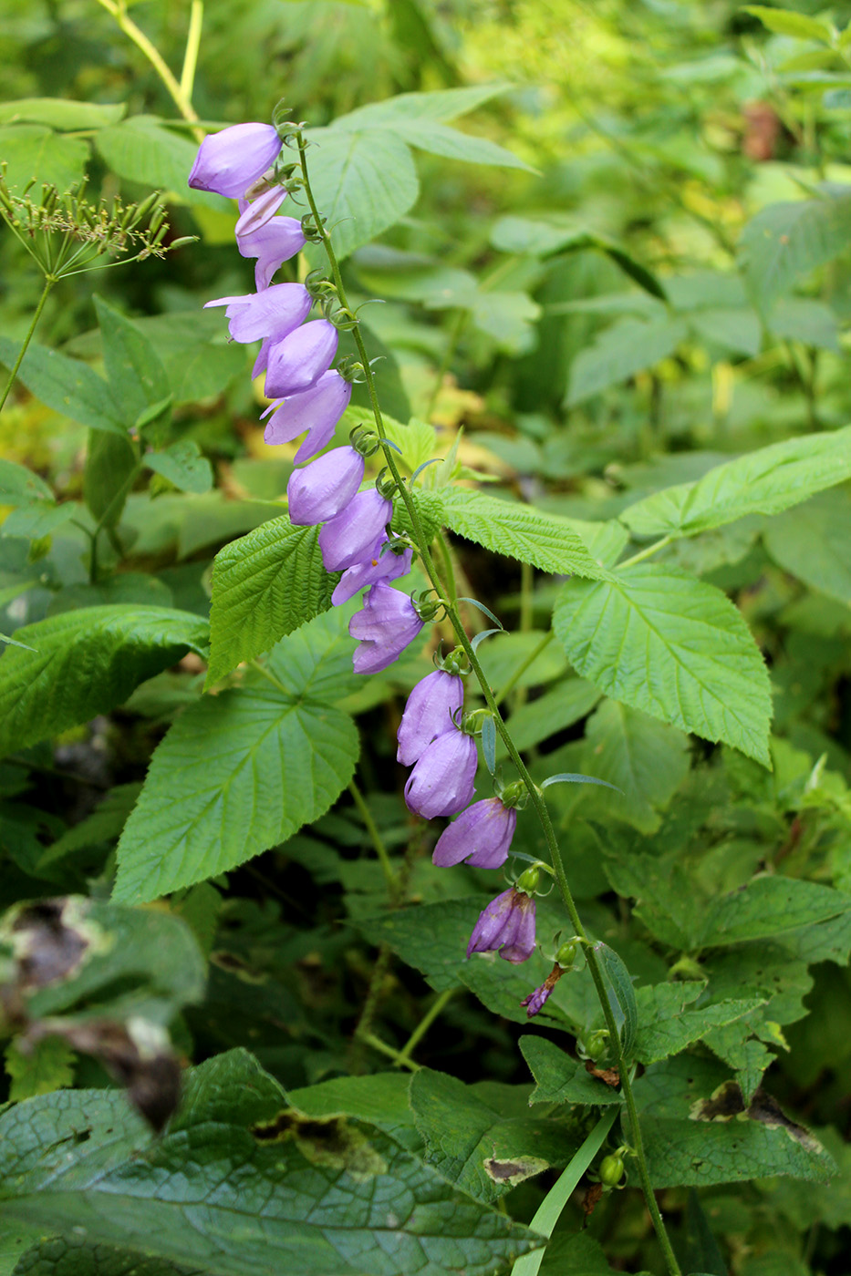 Image of Campanula rapunculoides specimen.