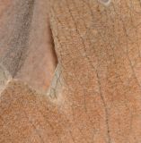 Platycerium bifurcatum