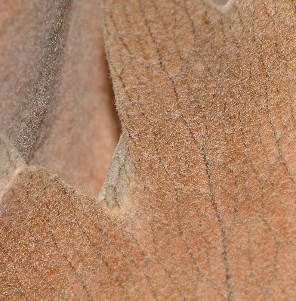 Image of Platycerium bifurcatum specimen.