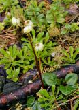 Pyrola chlorantha