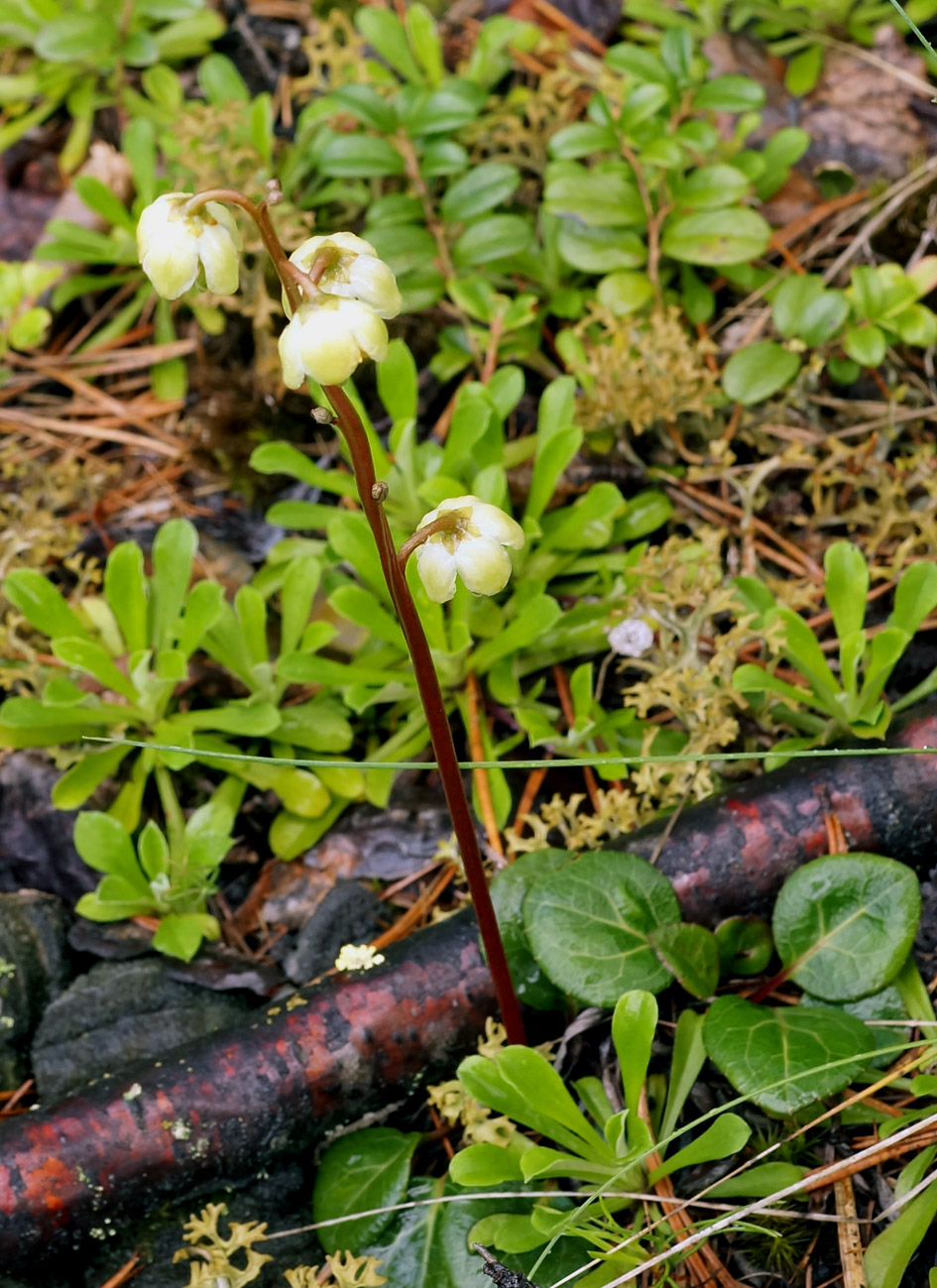 Изображение особи Pyrola chlorantha.