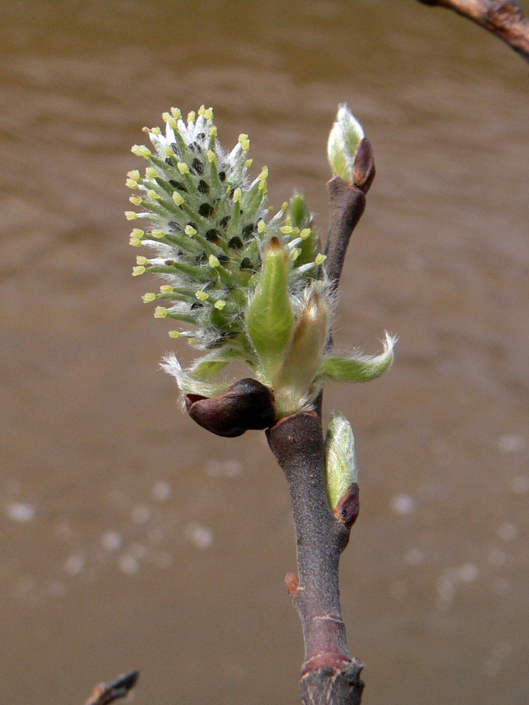 Изображение особи Salix caprea.