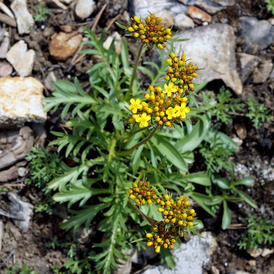 Изображение особи Patrinia sibirica.