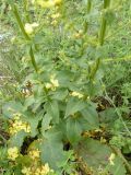 Verbascum marschallianum. Нижняя часть растения. Южный Берег Крыма, окр. г. Ялта. 27.06.2010.