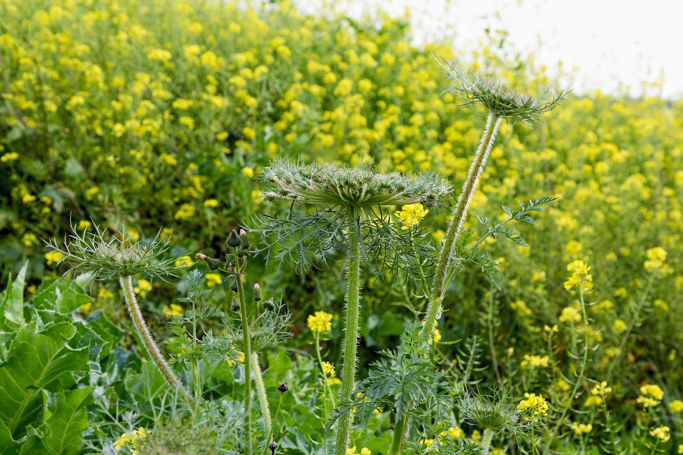 Изображение особи Daucus carota.