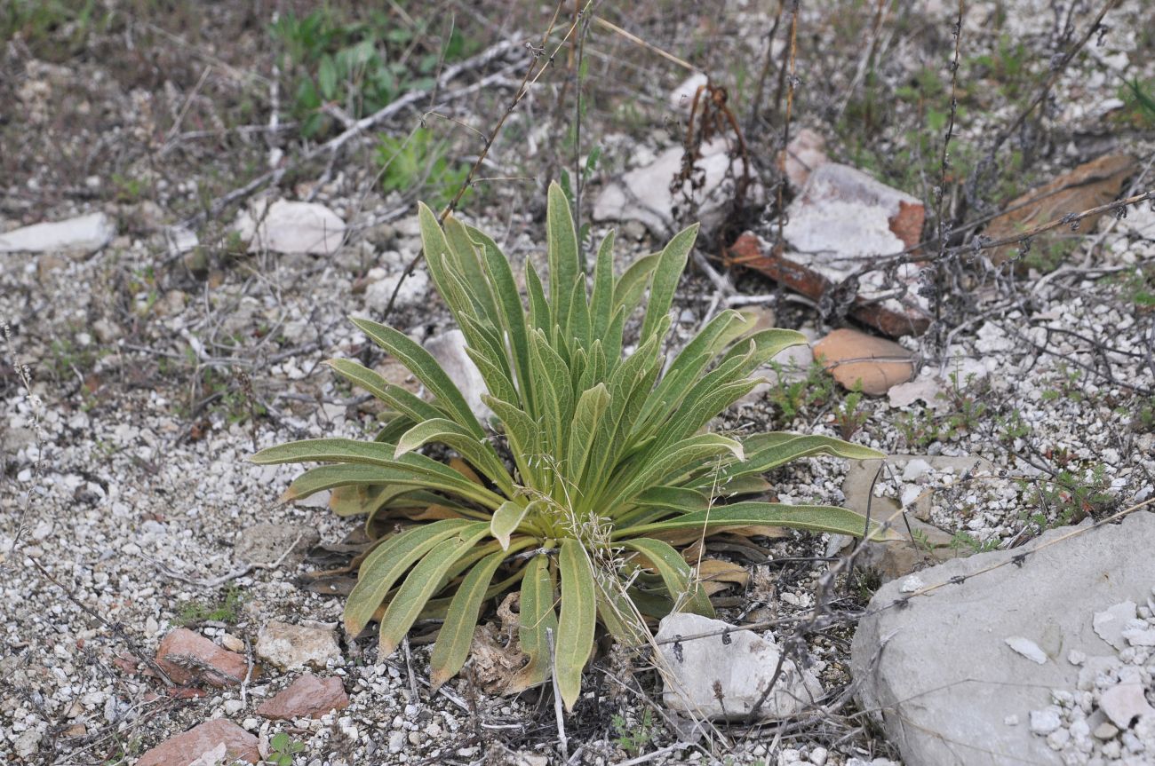 Image of genus Verbascum specimen.